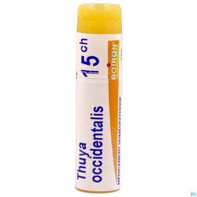 THUYA OCCIDENT. 15CH DO GL B