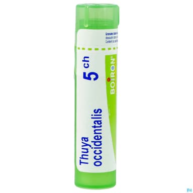THUYA OCCIDENT. 5CH TG B