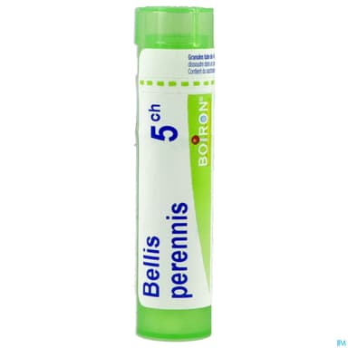 BELLIS PERENNIS 5CH TG B