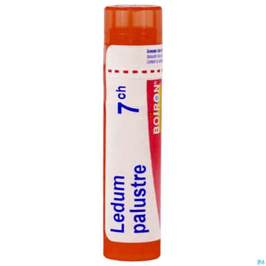 LEDUM PALUSTRE 7CH TG B