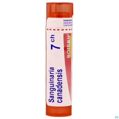 SANGUINARIA CAN. 7CH TG B