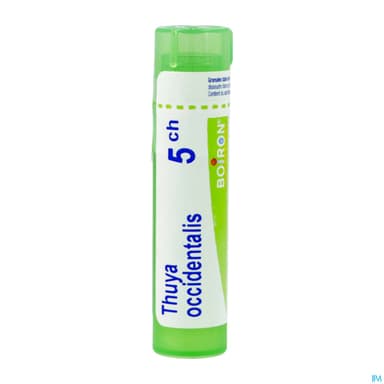 THUYA OCCIDENT. 5CH TG B