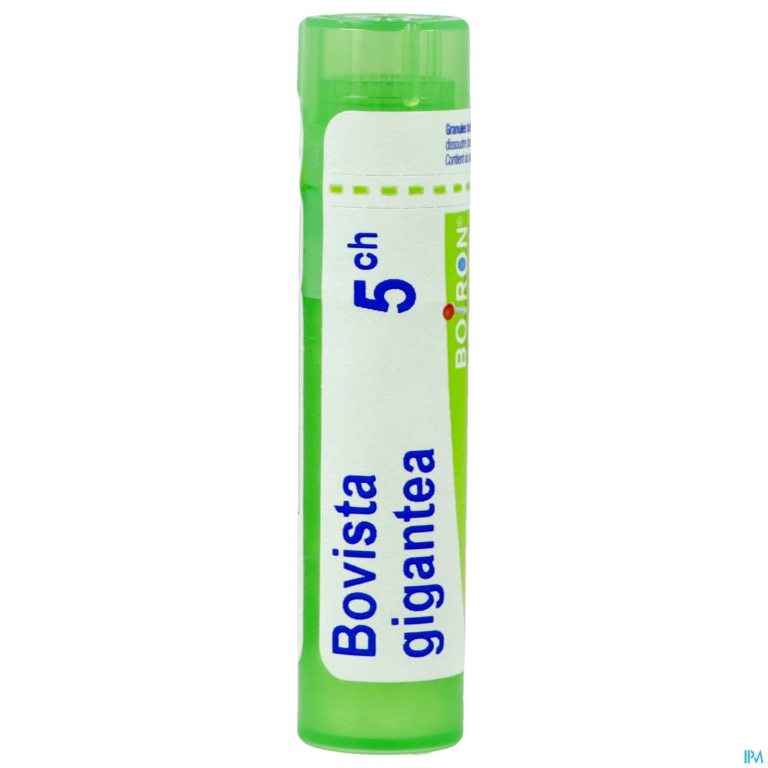 BOVISTA GIGANTEA 5CH TG B