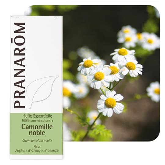 Pranarôm huile essentielle camomille noble - 5 ml — Pharmacie SO OUEST