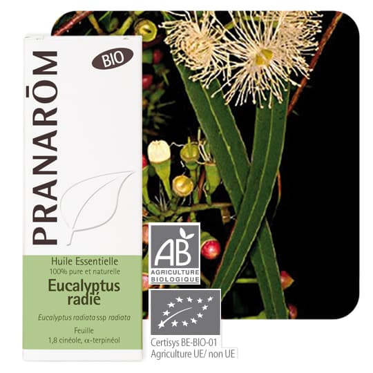 PRANAROM HE BIO EUCALYP RADIE 10ML — Pharmacie du port st-Maxime