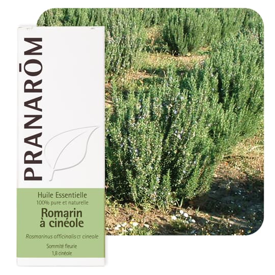 Pranarôm huile essentielle romarin à cinéole - 10 ml — Pharmacie Marie Stuart