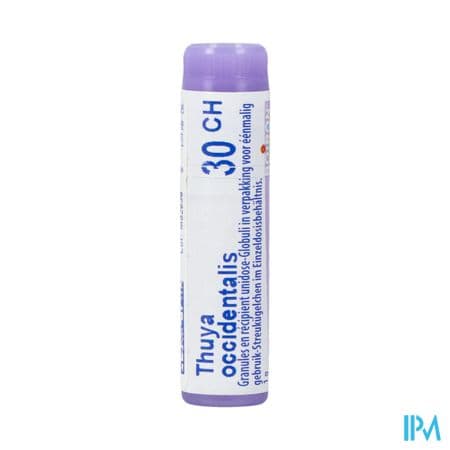 THUYA OCCIDENT. 30CH DO GL B
