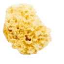 COUTCOEUR EPONGE MER 100% NAT 8CM — Pharmacie Principale des Grésillons